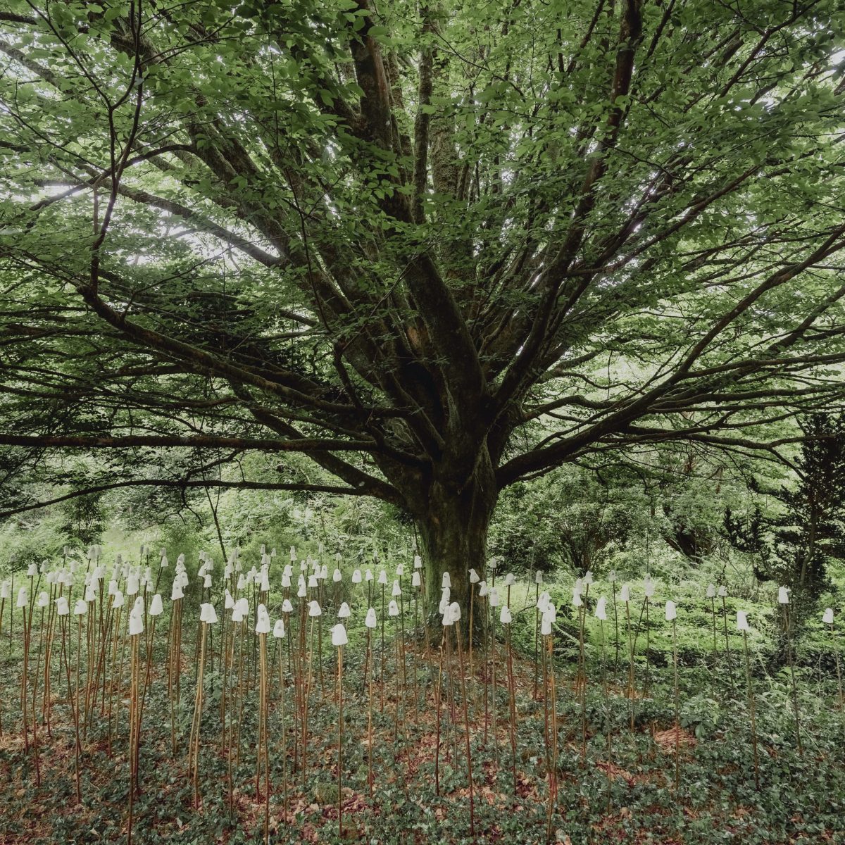 Tree surrounded with white ceramic swallows on sticks, part of Arabel Lebrusan's exhibition.