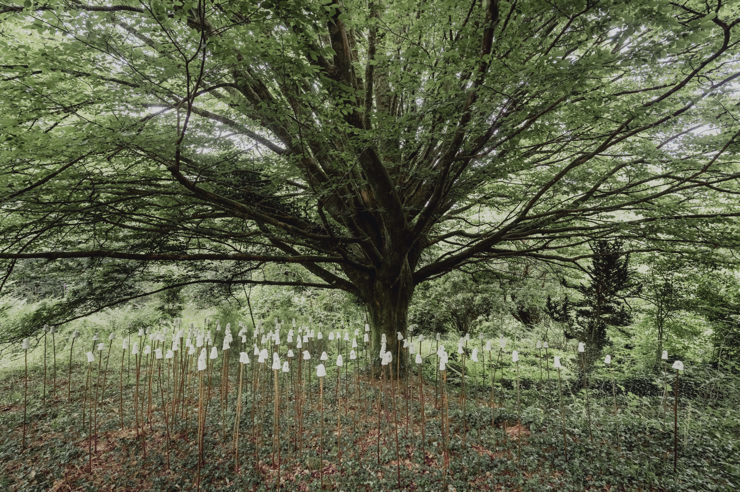 Installation view of Homeland (2025), site-responsive sculptural installation of 150 hand-formed clay birds mounted on wooden stakes beneath a tree canopy.